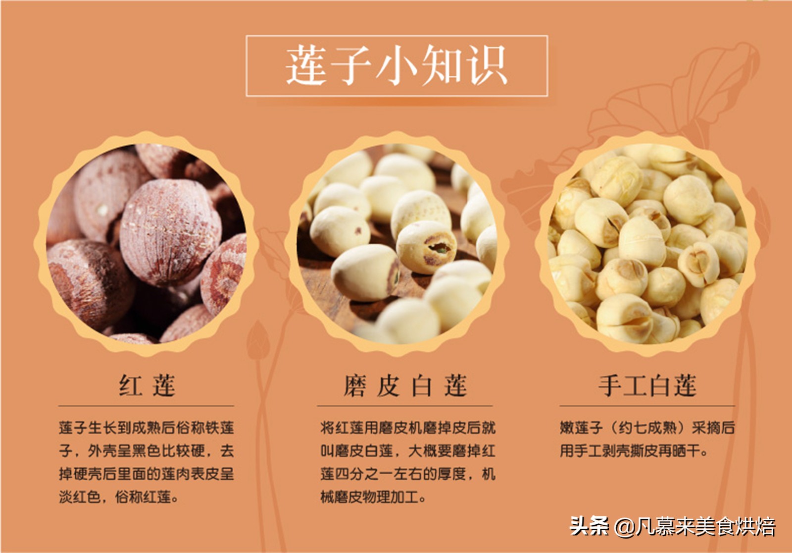 堅果類食品有哪些？25種堅果大全你都認識嗎？堅果的吃法有哪些