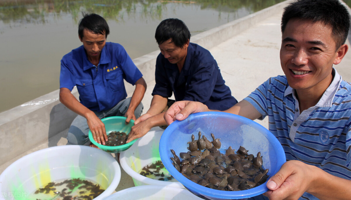 魚價又飄了！小龍蝦漲一倍，甲魚畝賺50萬，魚農理性養殖