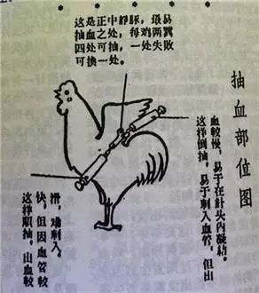科普：“打雞血”一詞是怎么來的？