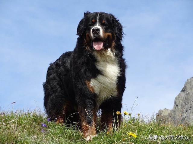 適合家庭飼養的4種大型犬，它的外形如同藏獒，但性情溫柔如水