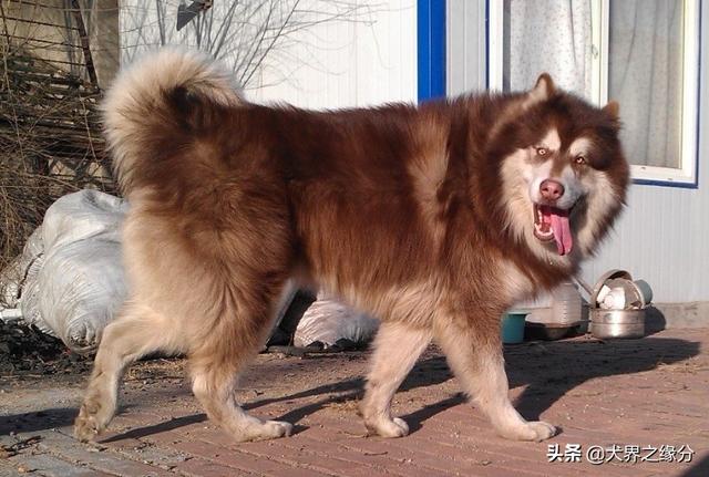 適合家庭飼養的4種大型犬，它的外形如同藏獒，但性情溫柔如水