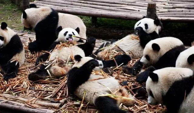 為什么只有中國才有大熊貓？熊貓繁殖能力為什么這么差？