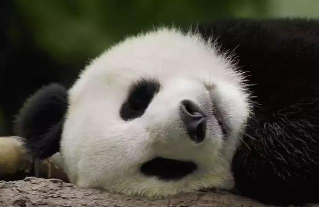 為什么只有中國才有大熊貓？熊貓繁殖能力為什么這么差？
