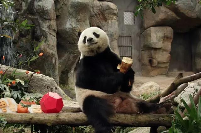 為什么只有中國才有大熊貓？熊貓繁殖能力為什么這么差？