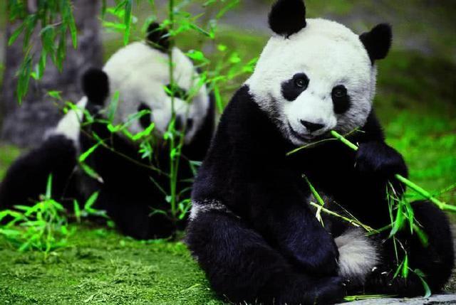 為什么只有中國才有大熊貓？熊貓繁殖能力為什么這么差？