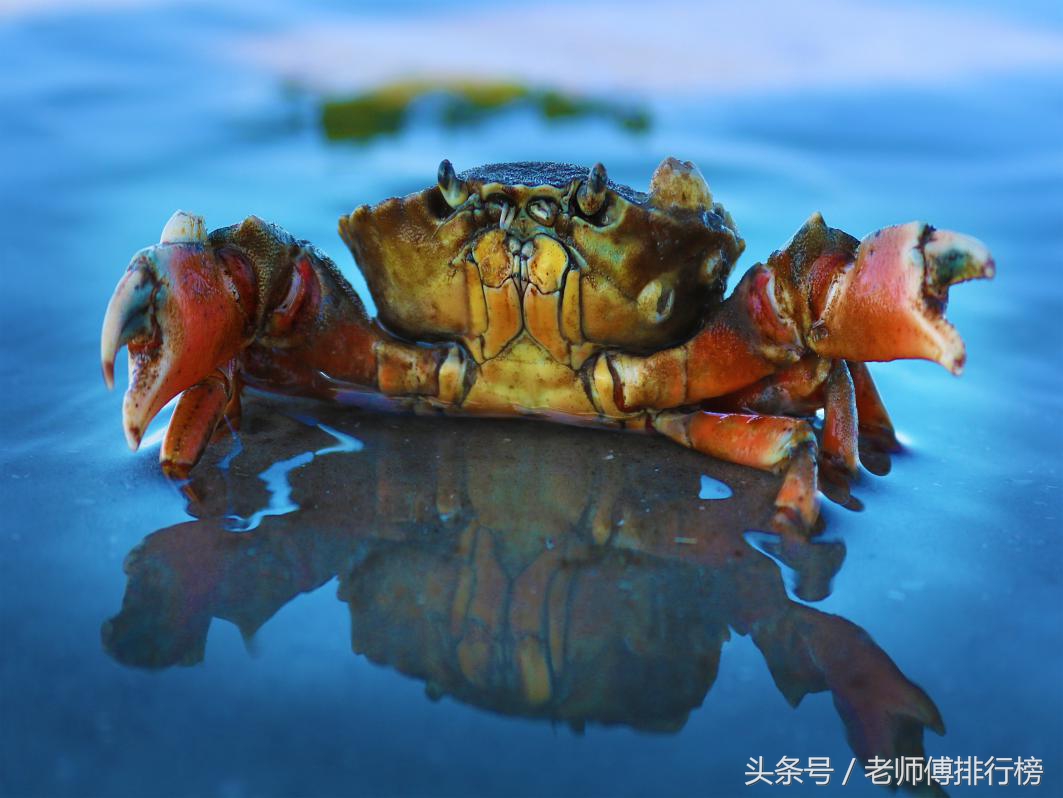 大閘蟹品牌六大排行榜，你吃過哪幾種？