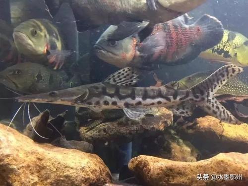 淡水魚養殖技術