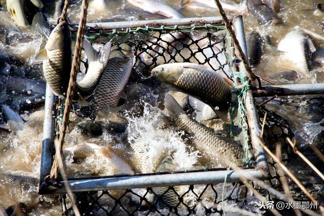 淡水魚養殖技術