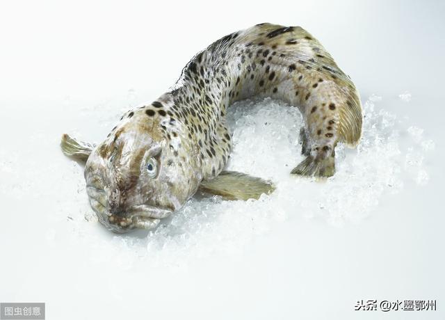 淡水魚養殖技術